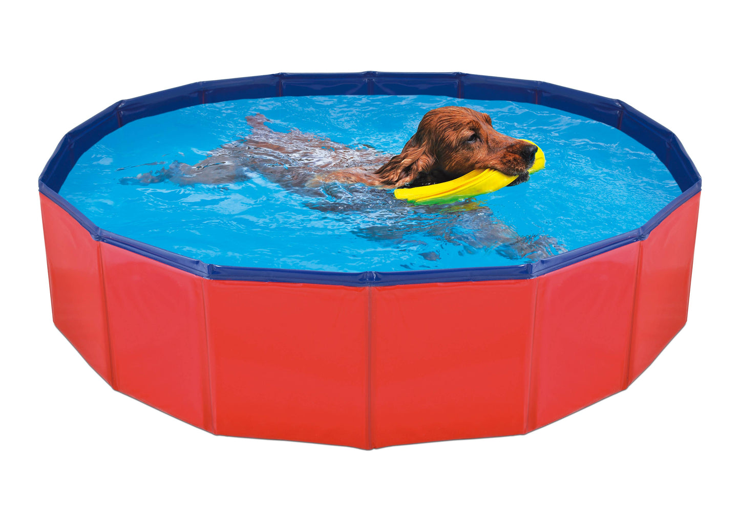 Dog Dog Pool