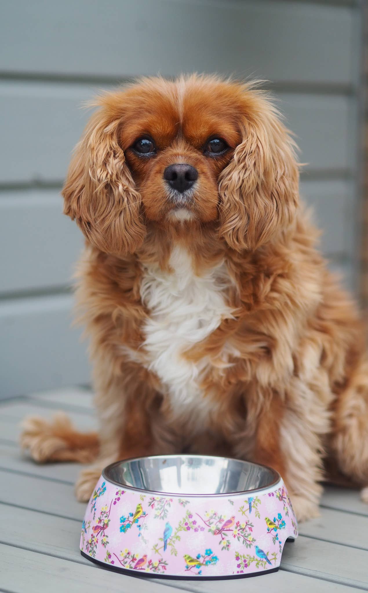 PawStory Avenue Classic Pet Bowl – Rosy Paradise